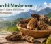 Gucchi Mushroom Benefits